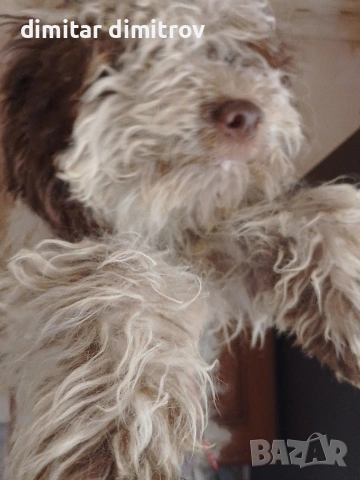 лагото романьоло 