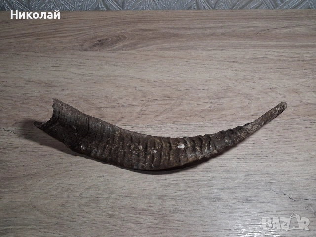 Стар Рог от Коза , снимка 10 - Антикварни и старинни предмети - 54175315
