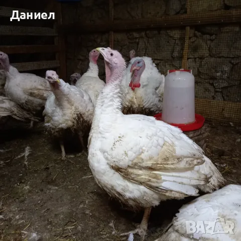 Американски Пуйки, снимка 2 - Кокошки и пуйки - 56508023