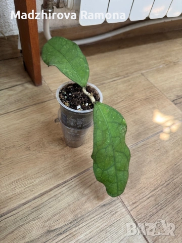 Hoya Lata Iskandar A