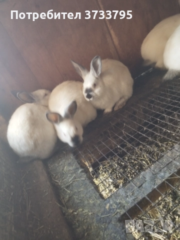 Калифорнийчета, снимка 2 - Други - 52656232