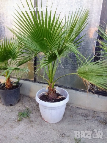 Палми Вяшингтония, снимка 2 - Градински цветя и растения - 52533068