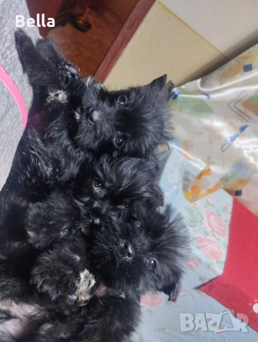 Мини Цверк шнауцер , снимка 12 - Други - 52958340