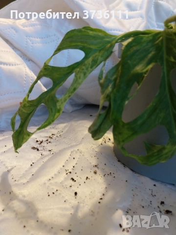 Monstera Adansonii Indonesian Marble, снимка 2 - Стайни растения - 52237425