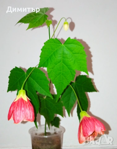 Абутилон / Стаен клен, снимка 2 - Градински цветя и растения - 54019284