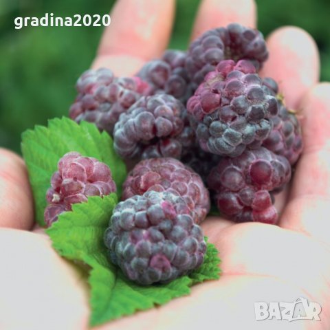  Лилава малина (Glencoe), снимка 3 - Градински цветя и растения - 30551384