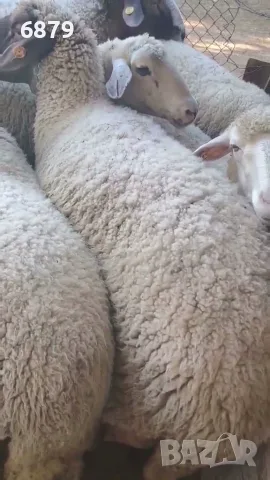 Овце за клане!!