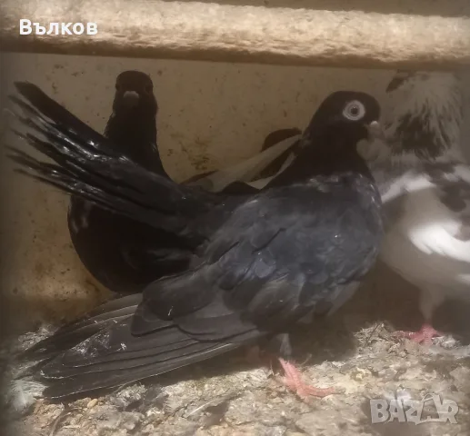 гълъби на въртене, снимка 6 - Гълъби - 56008482