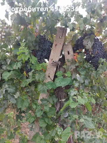 продавам грозде мерло и кабарне