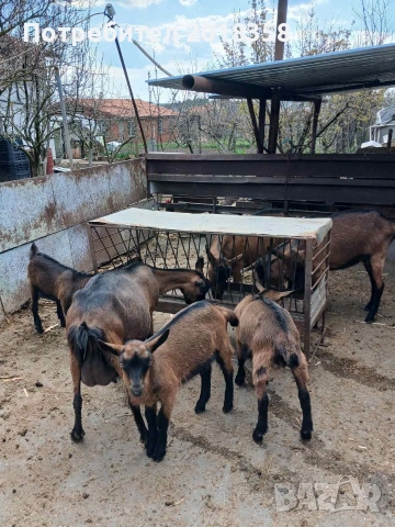 продавам ярета , снимка 4 - Кози - 54105093