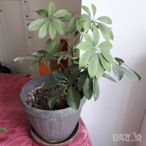 Шефлера  - две саксии, снимка 3 - Стайни растения - 50242910