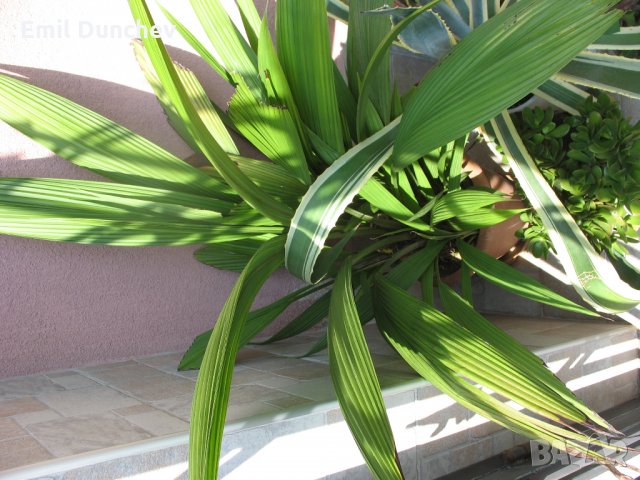 Палмова трева, снимка 2 - Градински цветя и растения - 29290554