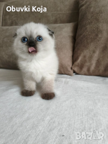 Не е красива тя е уникална този цвят е специален и много малко са в българия  чиколатепойнт