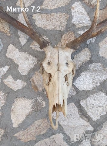 Трофей от голям благороден елен, снимка 3 - Други - 39779367