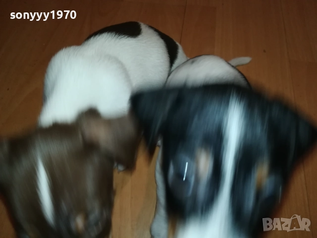 ДЖАК РЪСЕЛ БЕБЕТА 250ЛВ ЗА КУТРЕ 0310251248, снимка 7 - Джак ръсел териер - 51932222