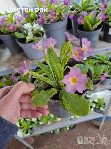 Домашна иглика в саксия , снимка 5 - Градински цветя и растения - 54010243