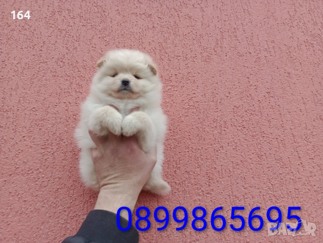 Бели и кремави мъжки Шпицлета. 