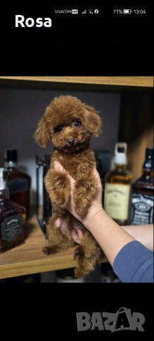 Продавам пудел 