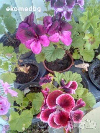 Мушкато Сакъзи и Кралско мушкато, снимка 8 - Градински цветя и растения - 53944126