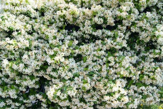 Жасмин(Бял Ароматен), снимка 6 - Градински цветя и растения - 40517435