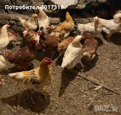 Продавам млади Петли!🐓 