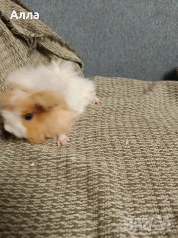 Морски свинчета альпако и розетка. , снимка 12 - Морски свинчета - 52554601