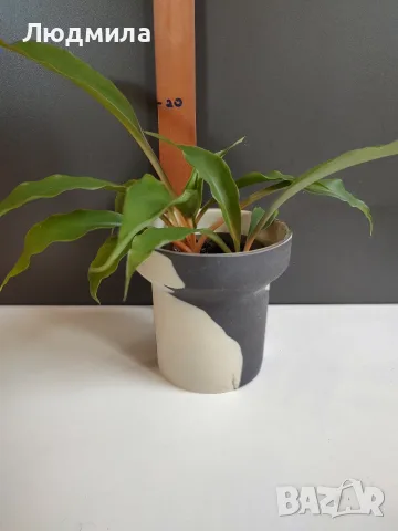 Хлорофитум Оранж Грин расад/Chlorophytum Orange Grimm, снимка 2 - Стайни растения - 51605298