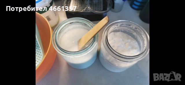 Кефирна гъба, снимка 4 - Други - 52546536