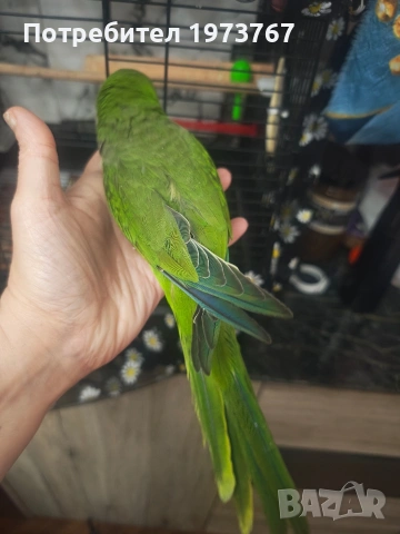 папагал монах на година и половина , снимка 4 - Папагали - 54015294