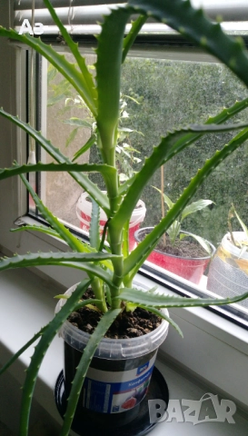 продавам цветя Алое лечебно, снимка 10 - Стайни растения - 52135889
