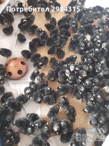 Продават се пиленца , снимка 2 - Кокошки и пуйки - 54215304