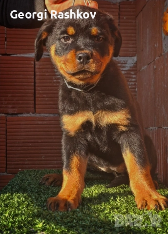 Ротвайлери , снимка 7 - Ротвайлер - 52298947