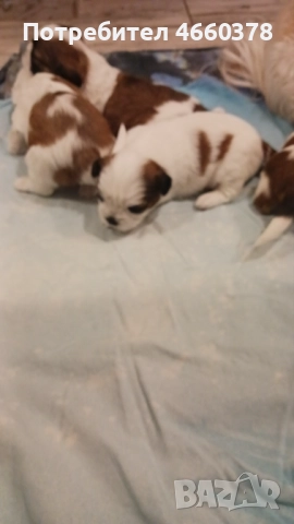 Ши тсу, снимка 9 - Ши Тцу - 52532871