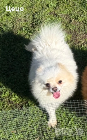 Померан момиче, снимка 4 - Померан - 52949664