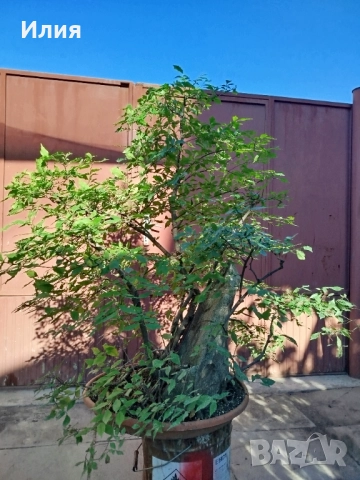 Бонсай заготовка тип гора от Бряст , снимка 16 - Градински цветя и растения - 51471172