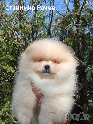 Померан померани , снимка 6 - Померан - 54298238