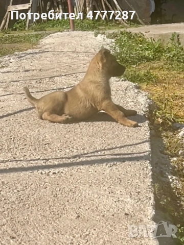Малинуа микс, само женски , снимка 2 - Белгийска овчарка - 54108154