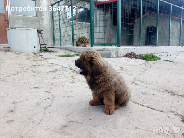 Тибетски мастиф , снимка 7 - Мастиф - 54087033