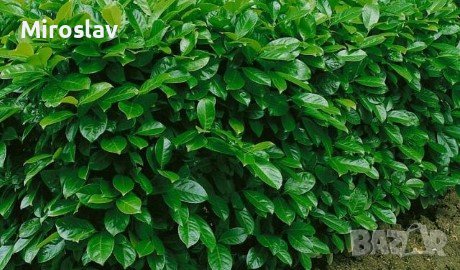 Лавровишна (Prunus laurocerasus), снимка 3 - Градински цветя и растения - 42163604