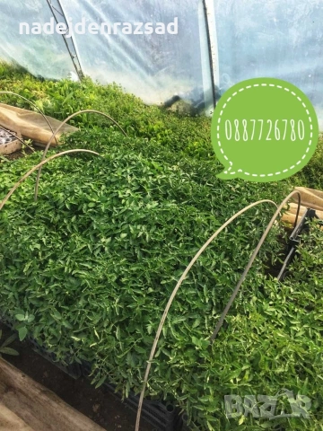 Готов разсад ранни домати краставици ягоди, снимка 2 - Разсади - 53942089