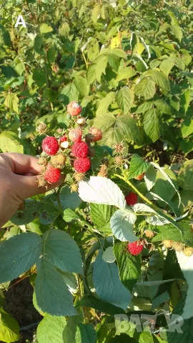 Продавам разсад малини Херитидж, снимка 4 - Разсади - 56446788