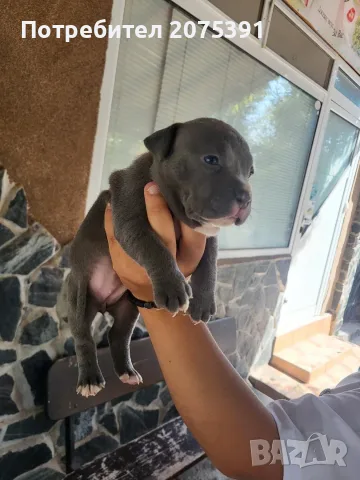 Топ Американско були покет American bully , снимка 5 - Други - 55673088