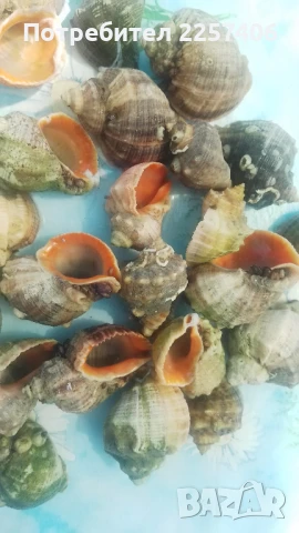 Рапани , снимка 4 - Декорация за дома - 51026365