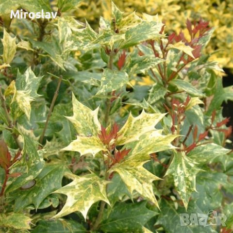 Османтус Триколор-(Osmanthus'Goshiki') , снимка 3 - Градински цветя и растения - 40667442