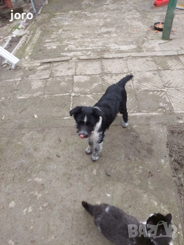 Подарявам ку4енца, снимка 2 - Други - 54101534