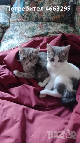 Подарявам 1 малко котенце