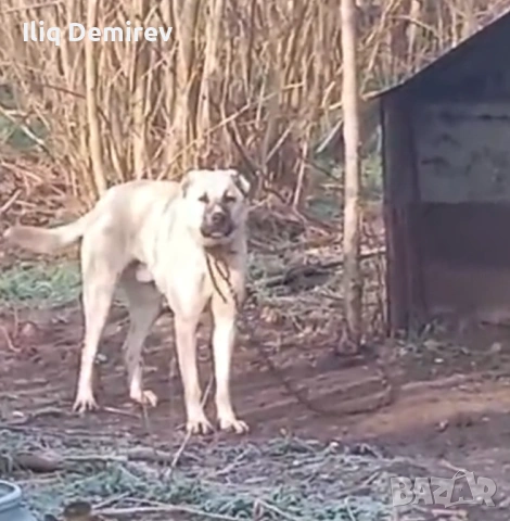 Здравей те продавам мъжки канагал на 1и 5 месеца 