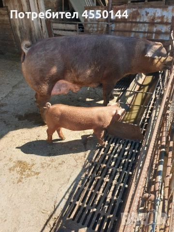 Прасе Дюрок, снимка 4 - Прасета - 54120276