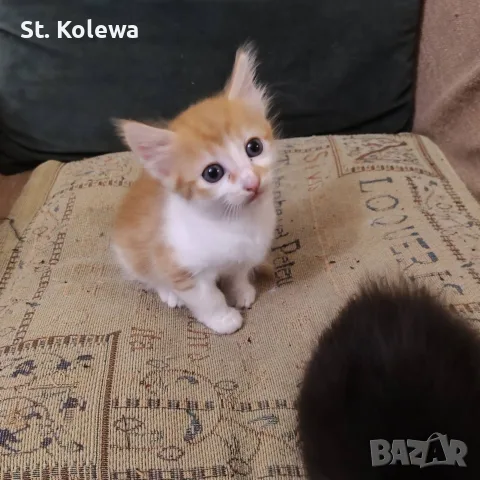 Малки котенца търсят своя дом, снимка 6 - Други - 56339703