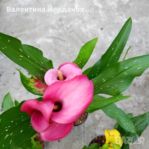 кала три цвята , снимка 2 - Градински цветя и растения - 54250718